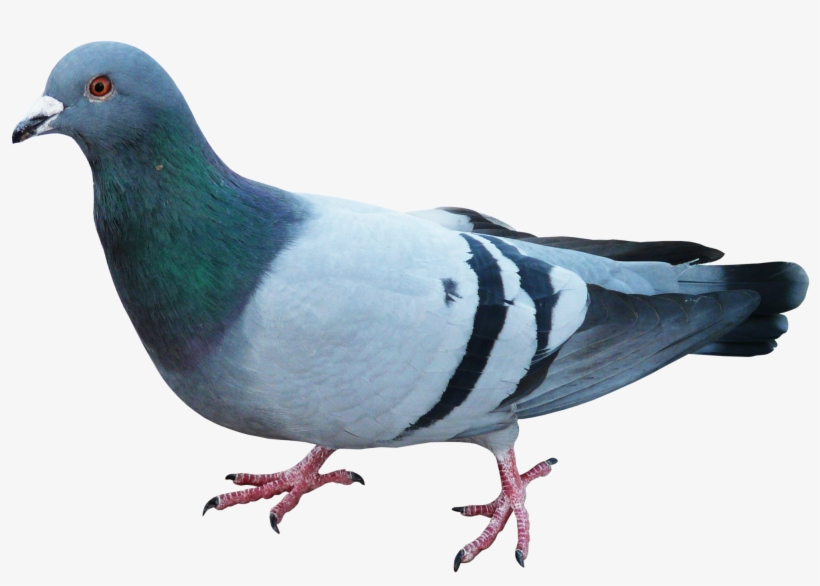 Disney Princess Wallpaper Possibly With A Homing Pigeon, - Pigeons And Doves, transparent png download