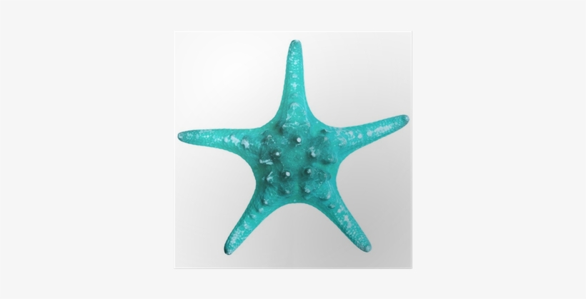 Beautiful Starfish Isolated On White Background Poster - Starfish, transparent png download