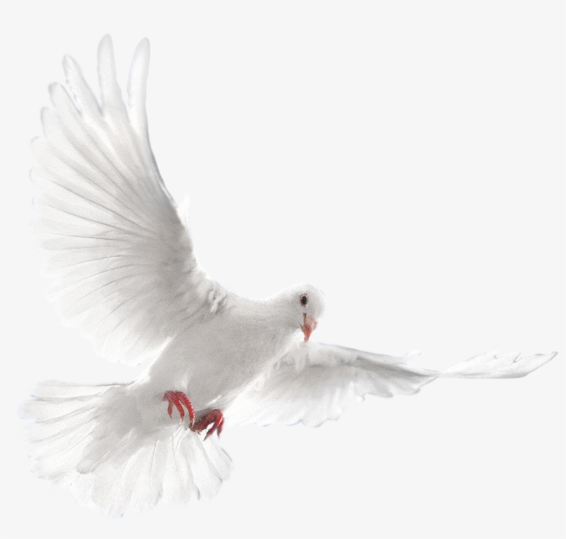 Disney Princess Images Dove 16 Hd Wallpaper And Background - White Dove Bird, transparent png download