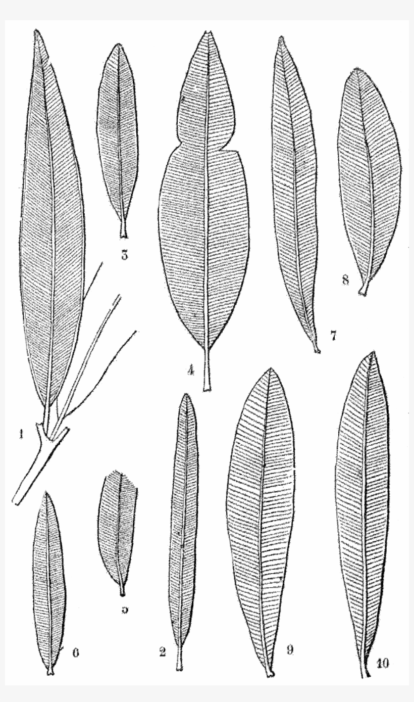 File - La Nature - 1878 - S2 - P117 - Les Périodes - Drawing, transparent png download