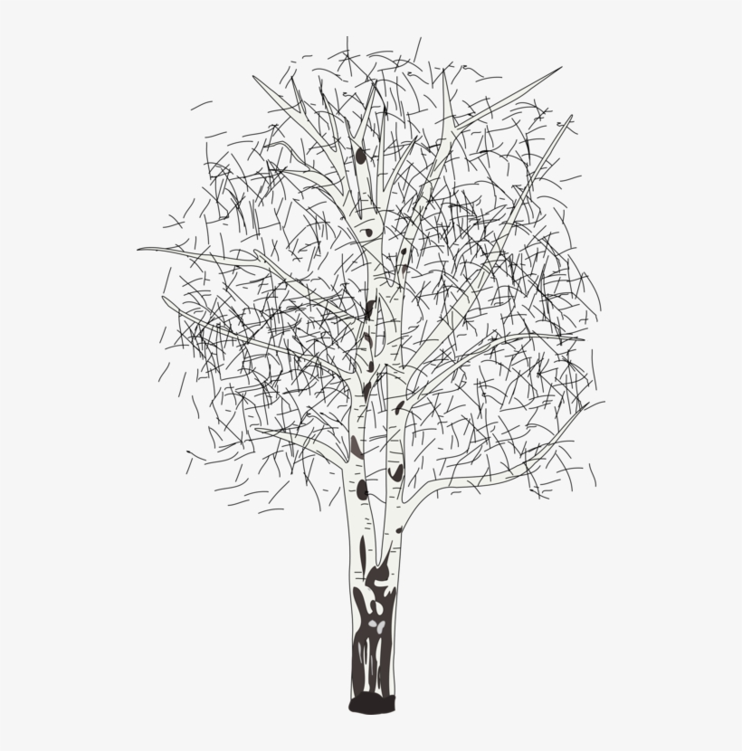 Tree Silver Birch Sweet Birch Plants Branch - Black And White Birch Tree, transparent png download