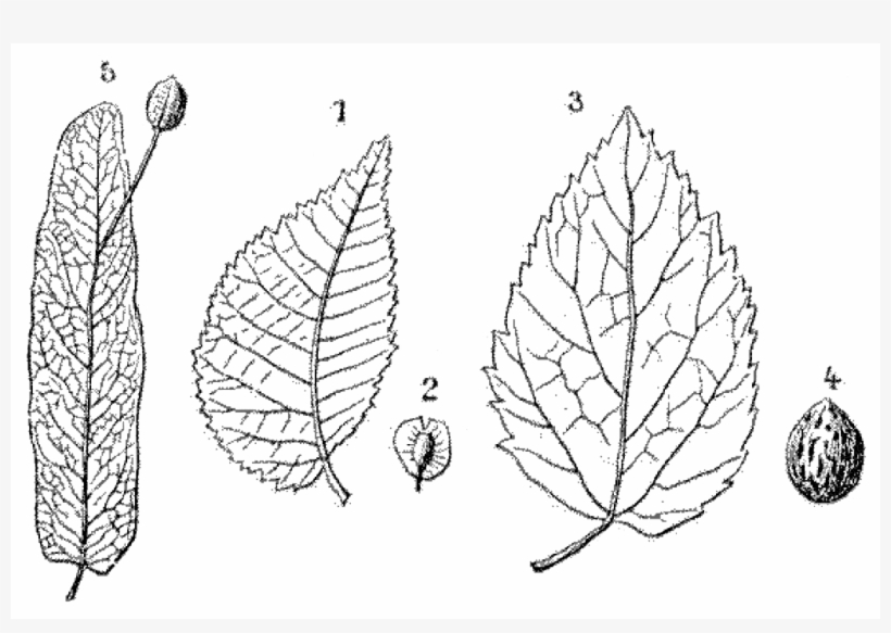 File - La Nature - 1878 - S1 - P045 - Les Périodes - Illustration, transparent png download