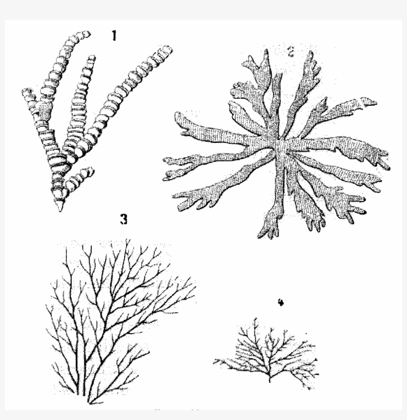 File - La Nature - 1877 - S2 - P085 - Les Périodes - Illustration, transparent png download