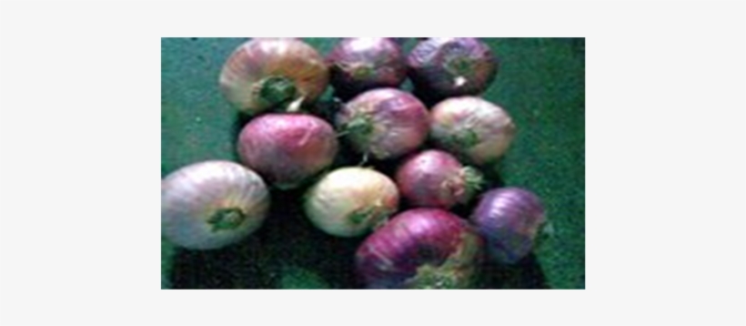 Red Onion Stored At Ambient Condition - Red Onion, transparent png download
