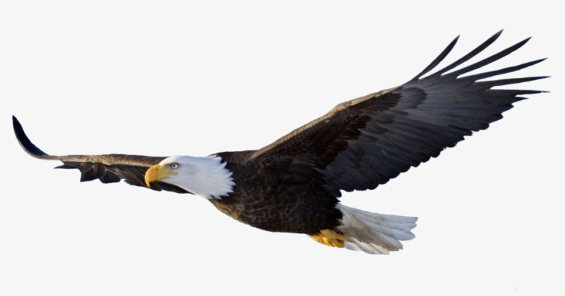 Flying Eagle Png Logo, transparent png download