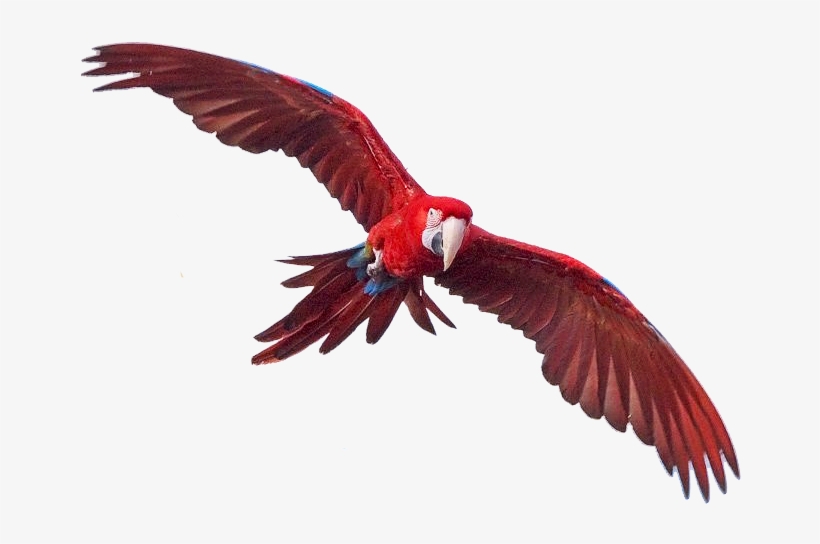 Macaw Free Png Image - Red Macaw Transparent Png, transparent png download