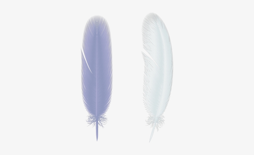 Feather Png - Beyaz Kuş Tüyü, transparent png download