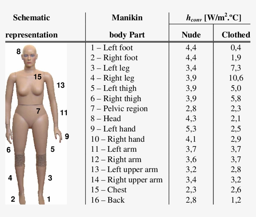 Convective Heat Transfer Coefficients For The 16 Body - Convection, transparent png download
