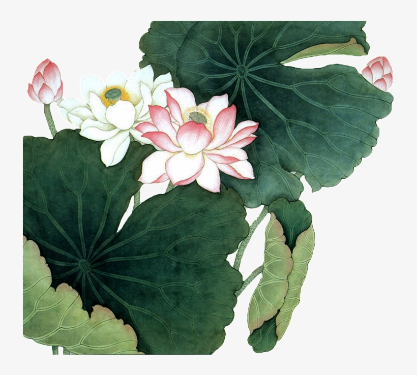 Hand Painted Lotus Flower Plant Transparent Lotus Flower Chinese Painting PNG Image