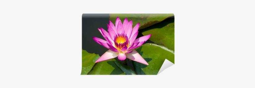 Photograph, transparent png download