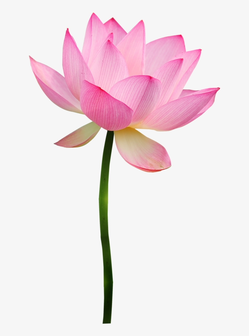 Фотки Flower Clipart, Flower Power, Plant, Pink Lotus, - Flores Con Tallo Png, transparent png download