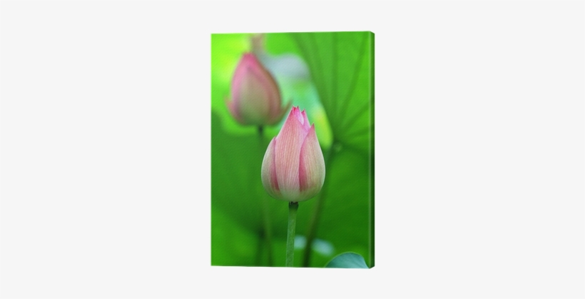 Sacred Lotus, transparent png download