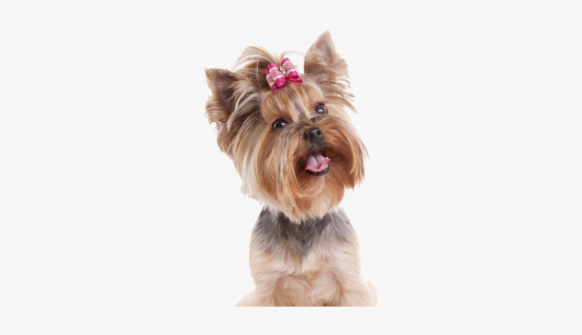 Pet Grooming - Pet Png Grooming, transparent png download