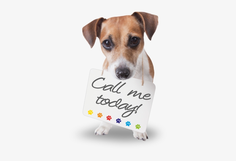 Home Jack Russell - Dog Grooming Png, transparent png download