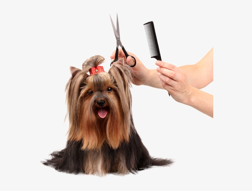 Dog Grooming - Grooming For Pets, transparent png download