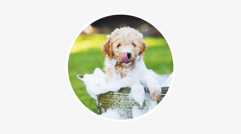 Paw Lofts Dog Grooming Dallas Min - Dog, transparent png download