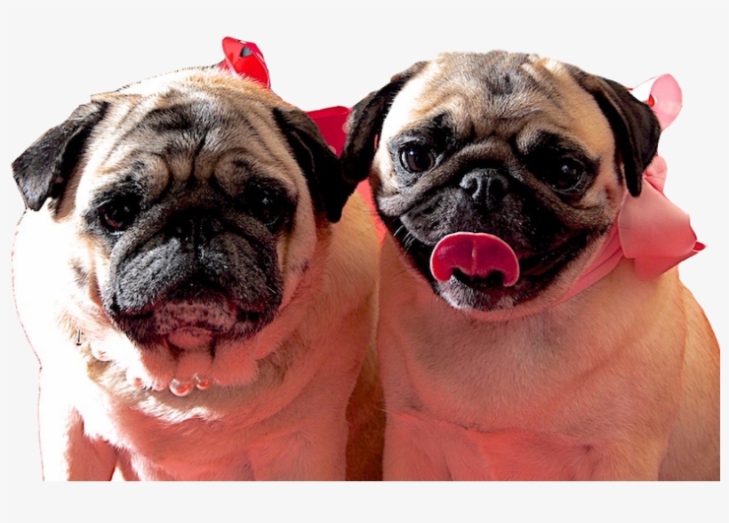 Dog Grooming, transparent png download