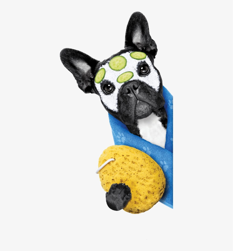 Dog At The Spa At Pets Plus Parrish - Dog Spa No Background, transparent png download