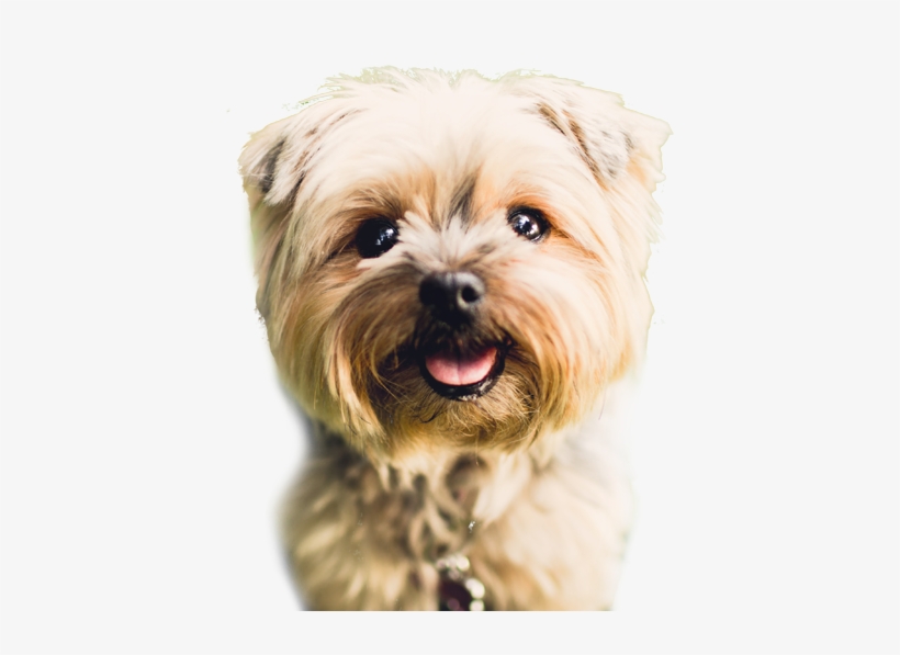 Furry Friends Servicing Yardley, Newtown And Washington - Gorgeous Dog, transparent png download