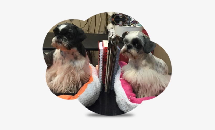 Dawns Barking Lot, transparent png download