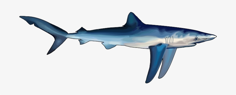 Tiburon-azu Pluspng - Tiburon Azul Para Dibujar, transparent png download