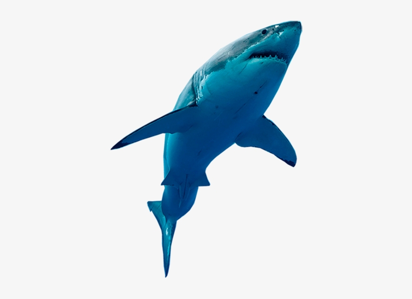 Lucía Y El Tiburón Blanco - Tiburon Blanco Png, transparent png download