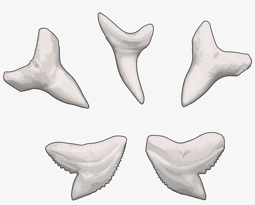 Tiburón Azul - Dientes De Tiburon Png, transparent png download