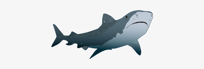 Tiburon Tigre - Tiburones Png, transparent png download