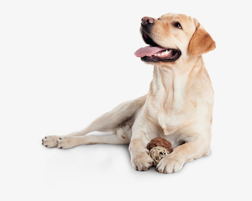 Faqs - Beaphar Fiprotec Spot-on For Dogs 20 - 40kg - 3 Pipettes, transparent png download