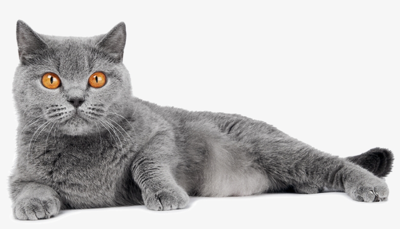 About Us - British Shorthair, transparent png download