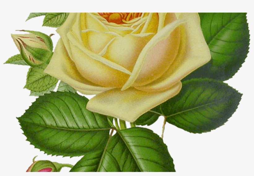 Roses Png Sticker Share It On Facebook, Slack, Whatsapp, - Rosas Amarelas Desenho Png, transparent png download