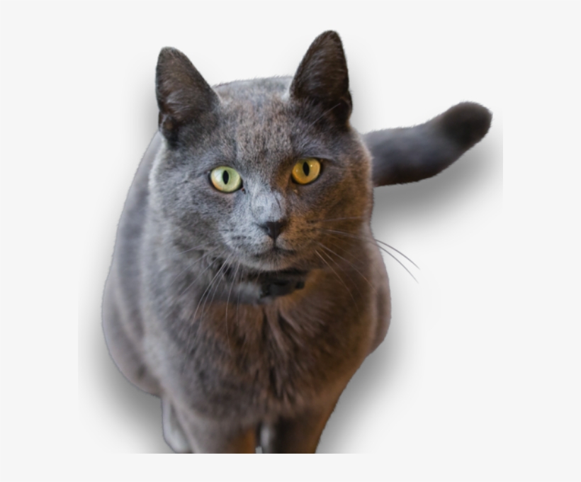 What Is It - Cat, transparent png download