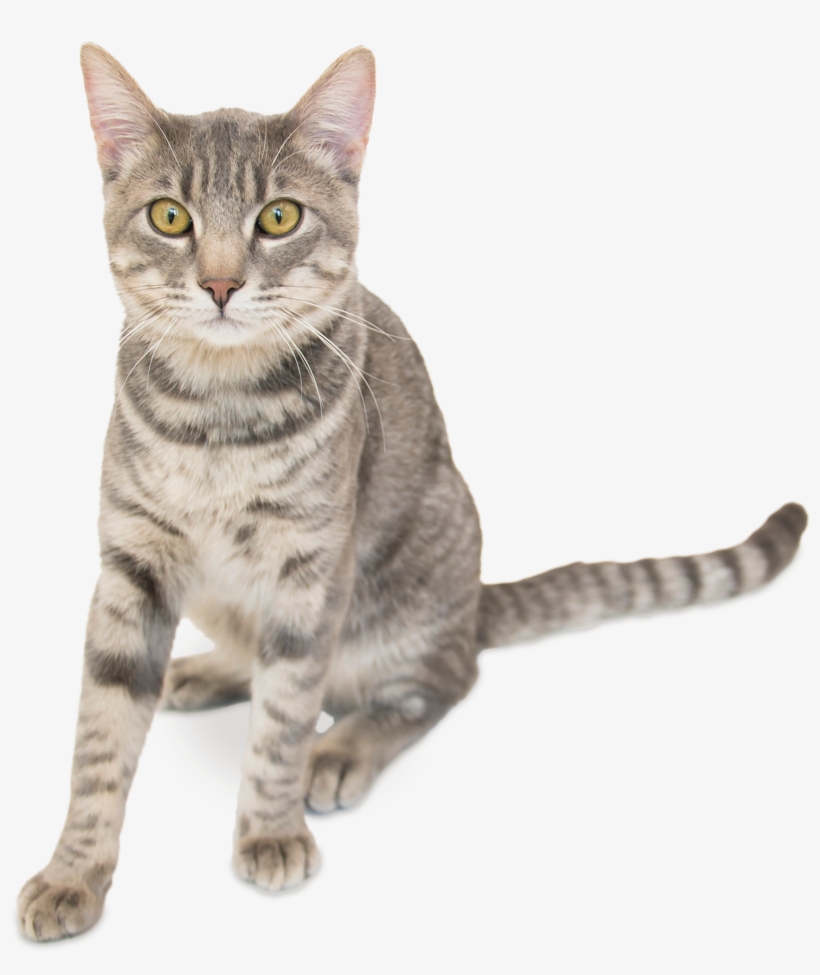 Categories - Domestic Short-haired Cat, transparent png download