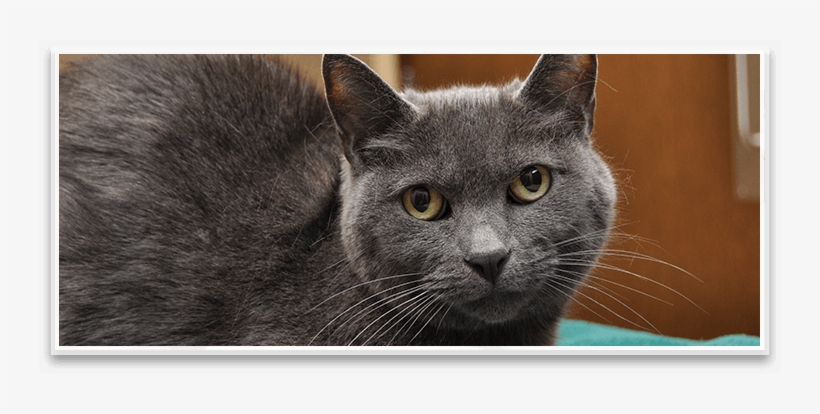 Veterinarian In Northbrook Il - Senior Gray Cat, transparent png download