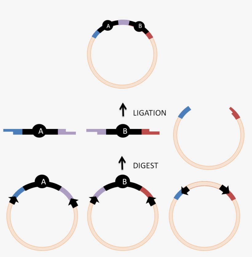 Combining Goldengate Cloning With The Biobricks Standard - Golden Gate Cloning, transparent png download