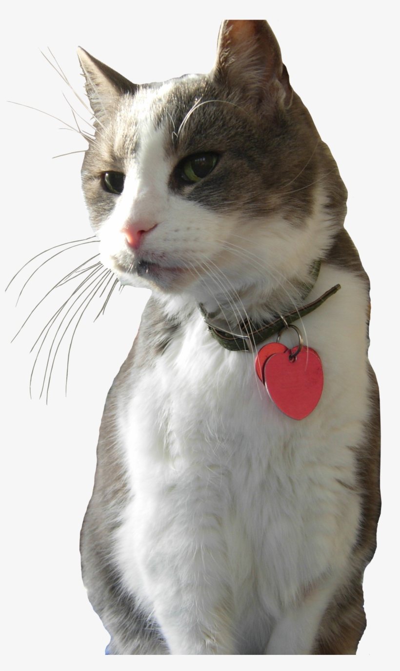 Pumpkin Whiskers - Cat, transparent png download