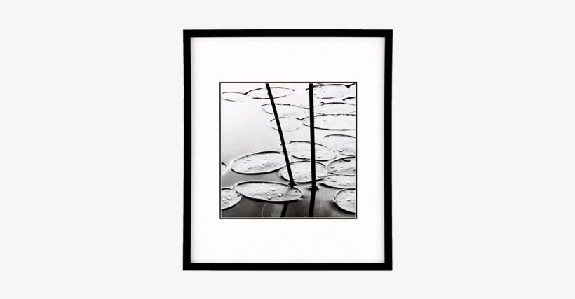Lily Pads Dusk Picture - Framed Art Print: Gray's Lily Pads, Dusk, 52x52in., transparent png download