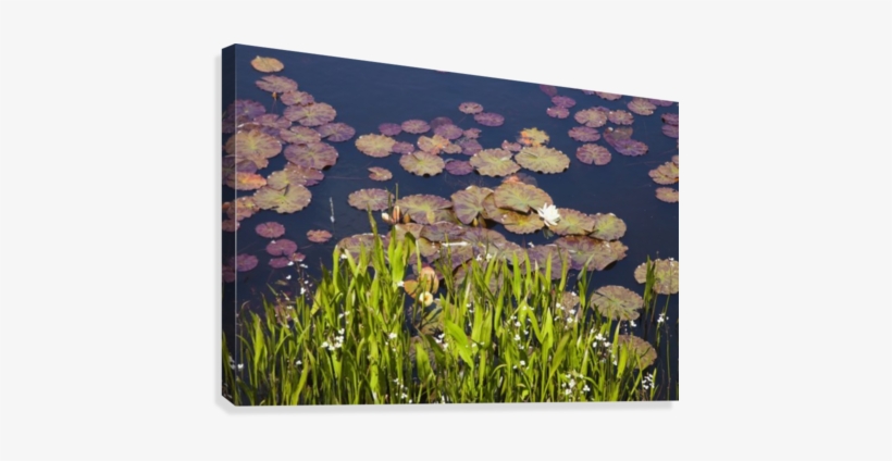 Lily Pads In A Lake Near Dunmanus Bay - Ireland, transparent png download