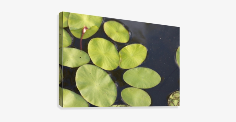 Lily Pads Canvas Print - Artist, transparent png download
