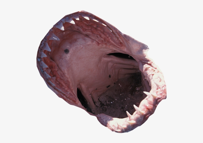 Related Wallpapers - Shark Mouth Transparent, transparent png download