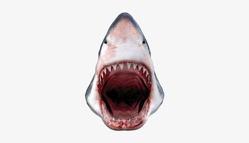 Great White Shark, transparent png download
