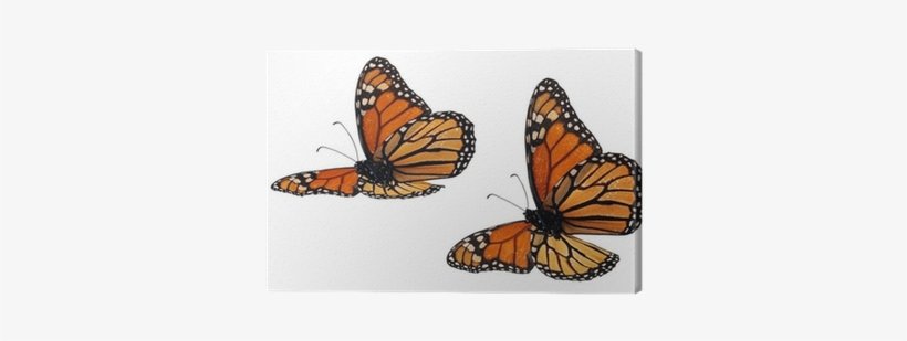 Monarch Butterfly, transparent png download