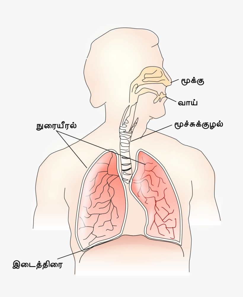 Open - Respiratory System Png, transparent png download