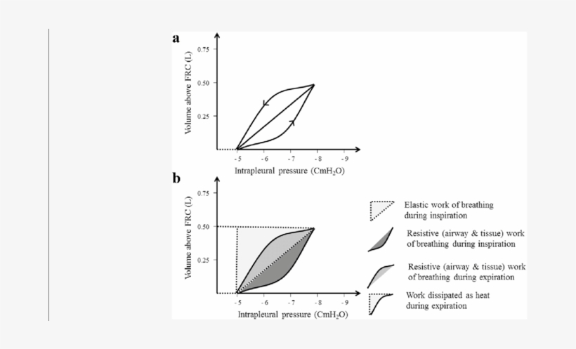 A Dynamic Pvc Of The Lungs - Work Of Breathing, transparent png download