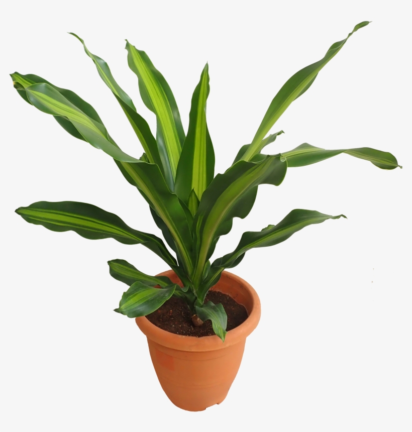 Dracaena, transparent png download