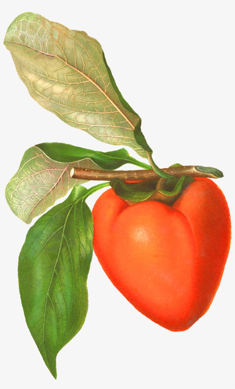 Digital Vintage Persimmon Artwork Download - Vintage Fruit Png, transparent png download