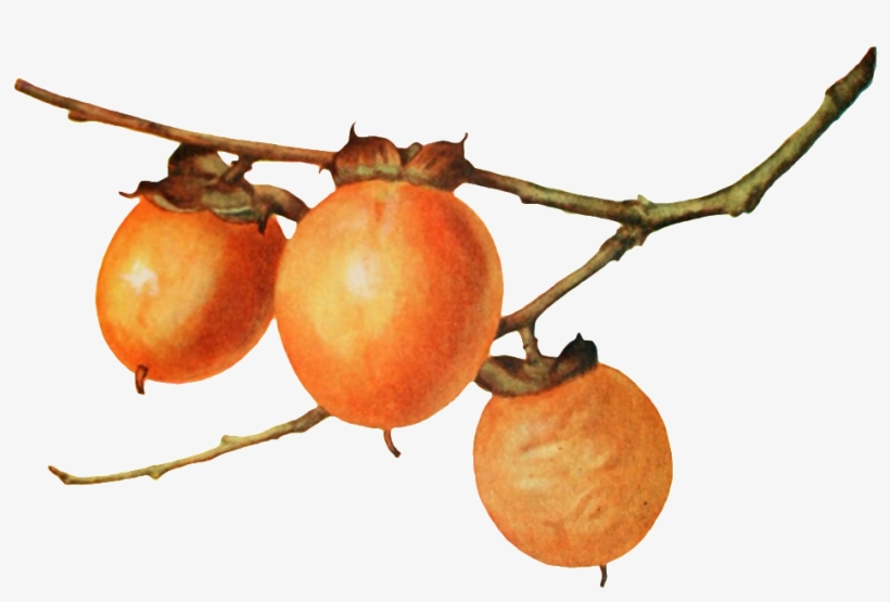 Realistic Hand Painted Persimmon Branches Transparent - 감 나뭇 가지 Png, transparent png download