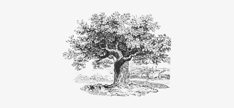 The Persimmon Tree - Wine The Creek Drank, transparent png download