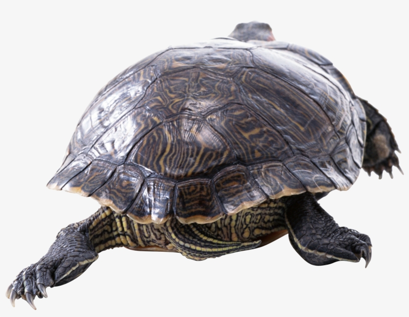 Png Image Information - Turtle, transparent png download