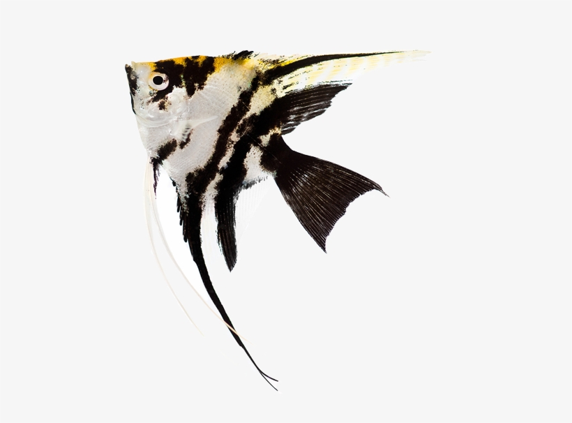 Aquarium Particle Size, Colour, Reactivity With The - Angel Aquarium Fish Png, transparent png download